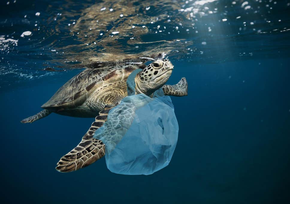 Can Plastics Go as Deep as the Mariana Trench? – Funk Trunk Philippines